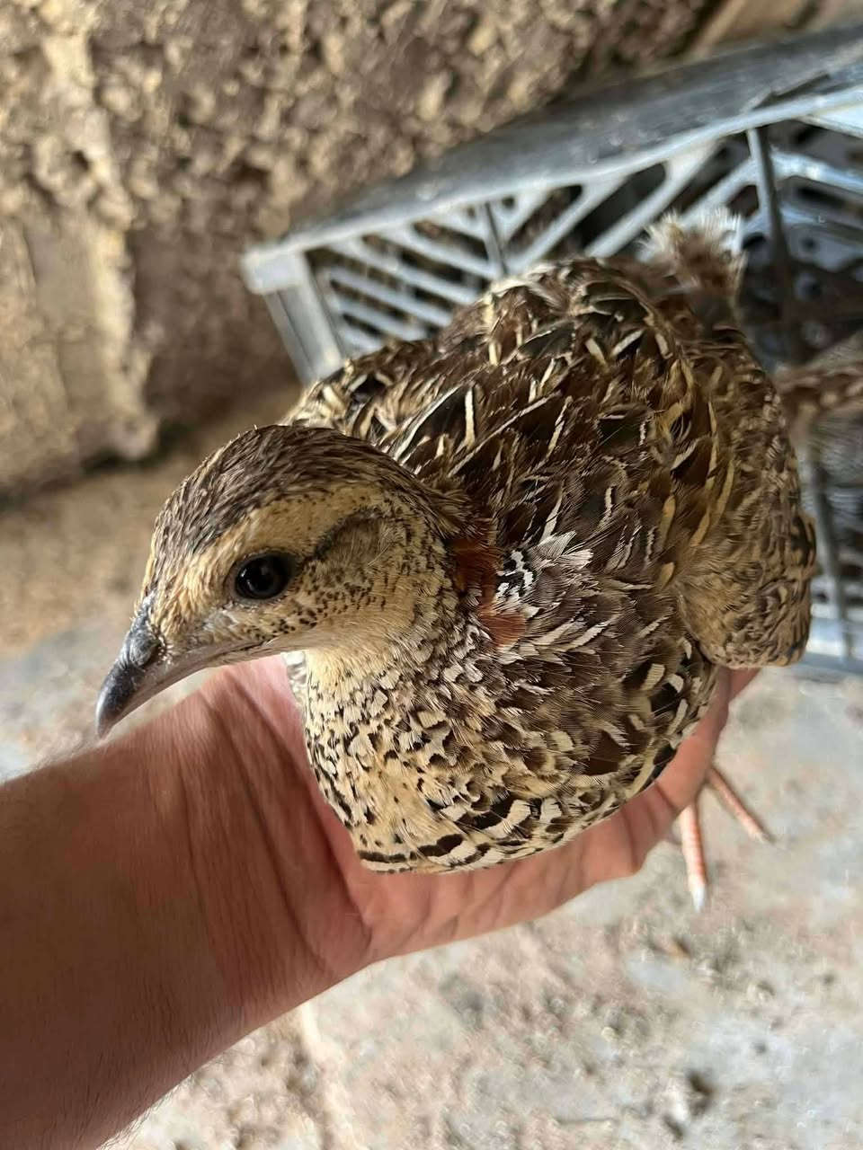 يوجد ديوكه عرب وفراريج +دراج +مريعي +بلابل
***********

