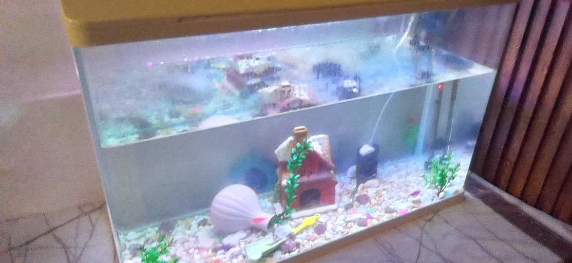 السلام عليكم
حوض سمك للبيع قياسات
الارتفاع 55 والعرض 80 
السعر 150 الف وبي مجال مع الغراض كامل
تواصل خاص أو واتساب

***********
