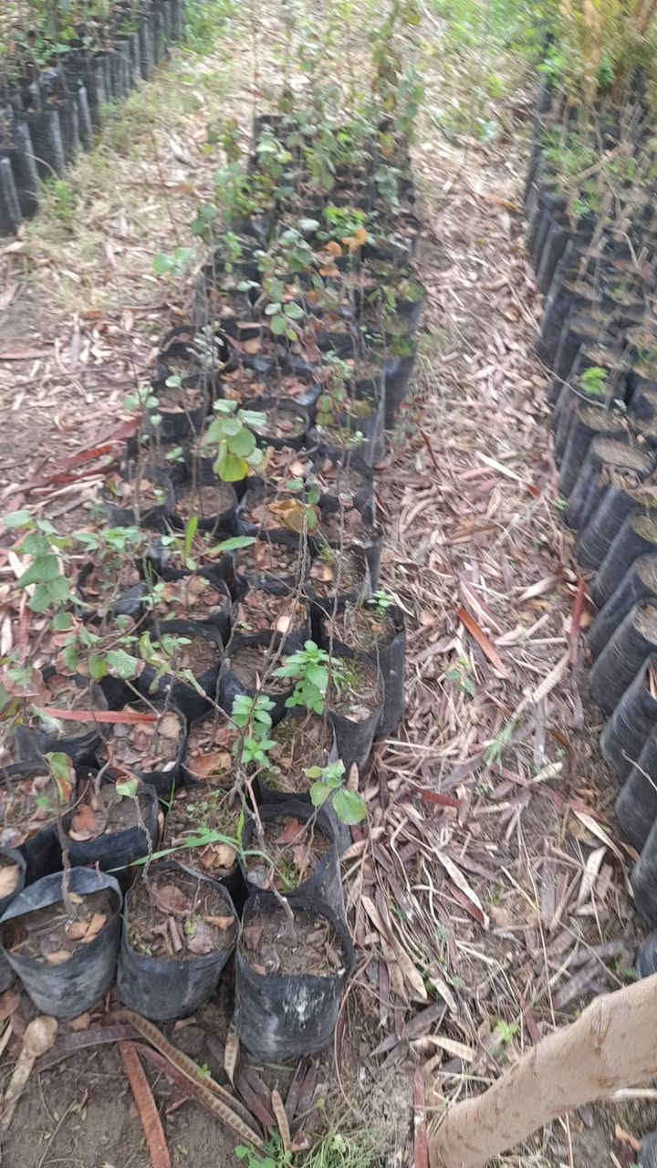 حمضيات انواع متر الف ونص  لنكه دنيا متر ٣ الف


**إذا كنت صاحب هذا الإعلان وتريد حذفه لأي سبب، رجاءا أرسل رسالة إلى الدعم الفني**