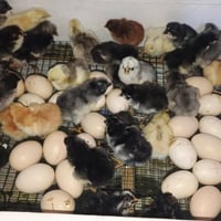 فقاصة فلين • تشيل 110 • تفقيص مجرب