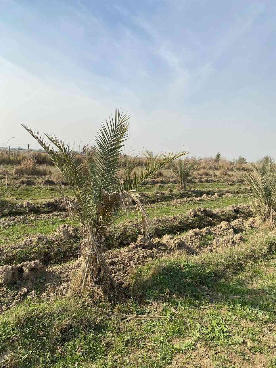 دوانم للبيع عدد3عقد36مجددمنطقه الانتصارتحوي دارصغيره وماءوكهرباءونخيل وبيرومسيجه سيم ملعب خماسي ***********
