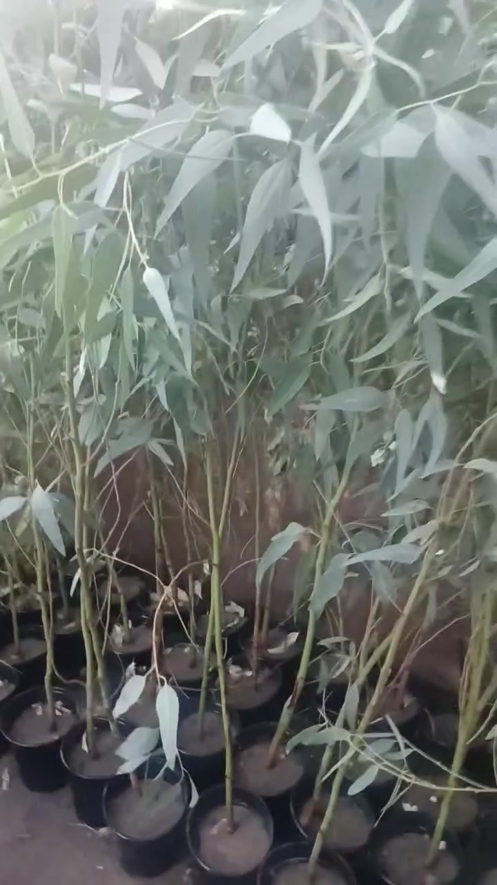 مشتل الزهور حي ميسان مقابيل مصرف الدم


**إذا كنت صاحب هذا الإعلان وتريد حذفه لأي سبب، رجاءا أرسل رسالة إلى الدعم الفني**