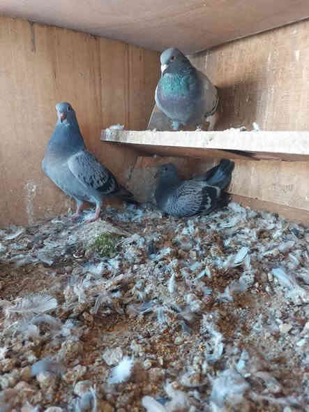 عدد 12 سعر الزوج 20 مكاني بل شعلة ***********
