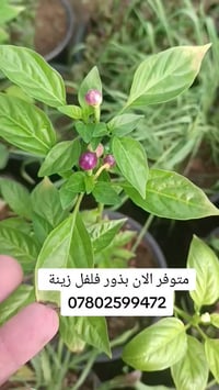 متوفر الان بذور فلفل الزينة  مغلف الفين دينار  07802599472
