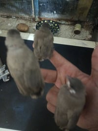 بلابل • طيور غنائية • مجموعة
