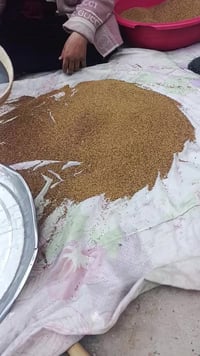 اخواني الاعزاء متوفر بذور جت عراقي همداني اصلي بشرط التعهد كميه خير من...