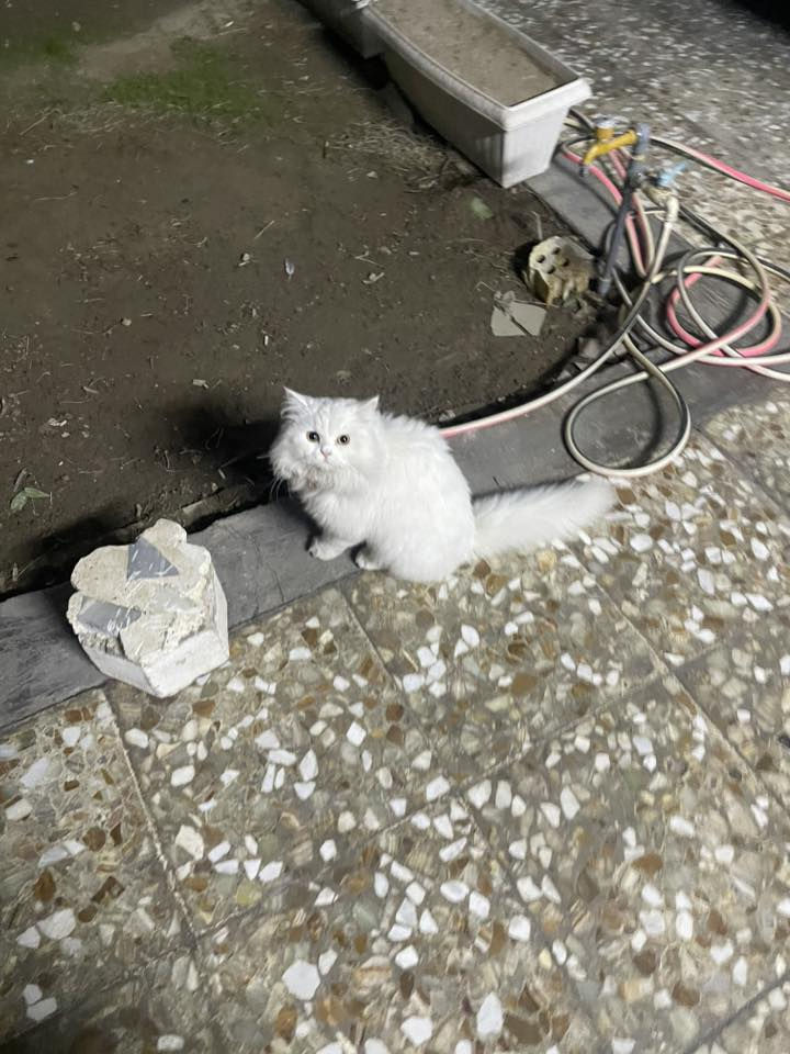 لكيت هذا البزون لابس كلادة وردية💗….. الدورة شارع 60 *********** منا لباجر اذا محد خابرني اني ممسؤل اذا طلع و ما اكدر ادخلة جوة لأن عندي بزون مجلوب
