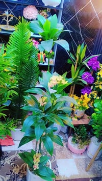 زينة • حديقة • ديكور