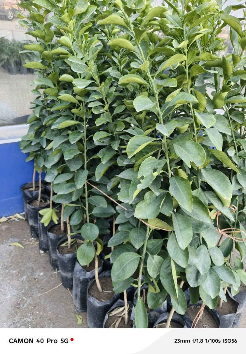 الهم صلي على محمد وال محمد 
تم وصول وجبه جديده من الحمضيات الدرجه الاولى وبأنسب الاسعار الى مشتل شهاب الزراعي عنوان المشتل الحله طريق حله هاشميه مقابل شركه الرنا العالميه 
رارنج 
برتقال 
لالنك 
النومي العراقي 
ليمون صيني 
لالنك صيني 
استفسار: ***********
