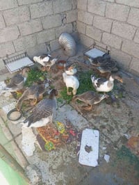 قزه • ٨ زوج