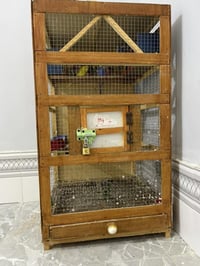 طيور حب • زوجين • وجه مبياض