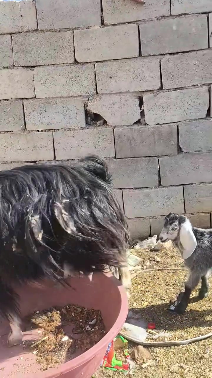 بسم الله وصلاه ع نبي محمد وآل محمد 🌺
متاح عنز فاخره درجه اولئ فول عنز كامله مواصفات خشانه فول وره جدي وصخله  بس بيه  كبر 
ب ٤٠٠ بيه مجال قليل لشراي يتصل ويدلل مكاني حديثه شيخ حديد يوجد توصيل حسب الاتفاق لشراي يتصل ويدلل 
***********
