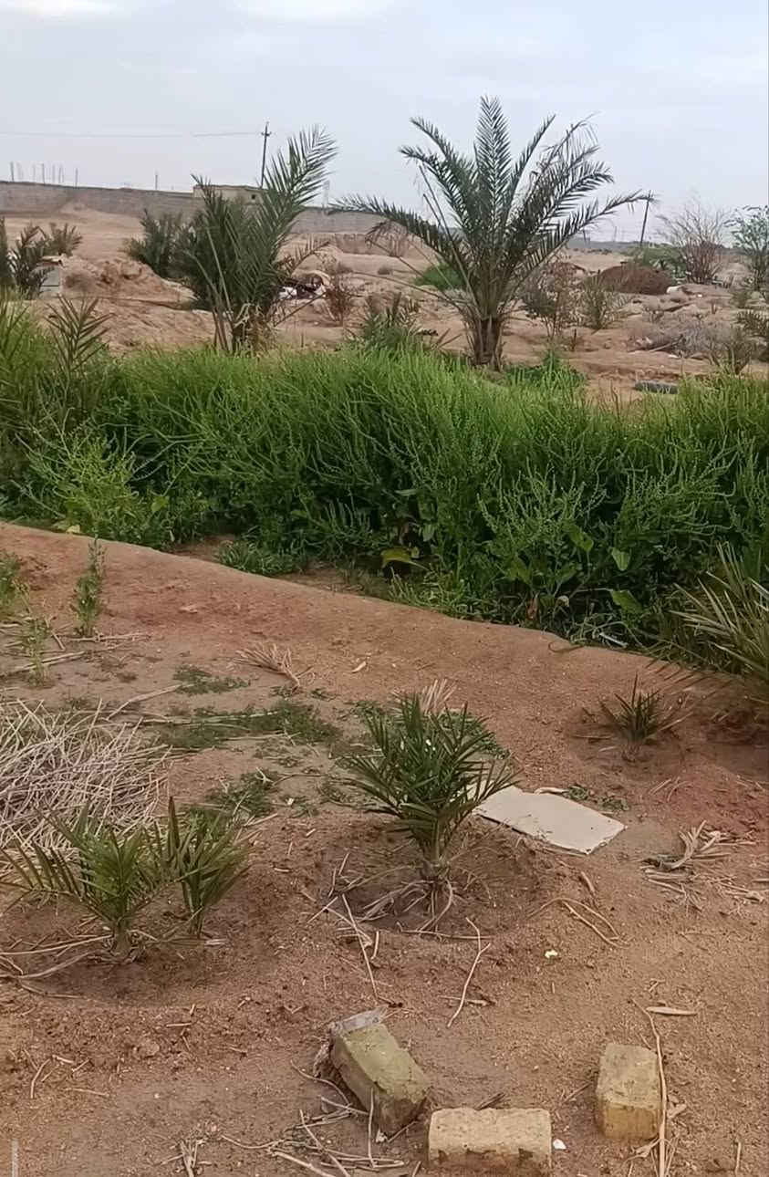 3دوانم مكان الزبير منطقة الدواجن السعر 40 وبيهن مجال تحتوي على ماء ارتواز + ماء حلو من التحليه الطن ألف ونص+كهرباء تبعد عن الشارع التبليط 30 متر 
مزروعة فسائل نخل متنوع وبيهن تقريب 4 برحيات قسم منهم محمل وباقي النخل منوع سدر مركب الي عنده ستفسار موجود خاص  وتساب وموجود رصيد نتصال ***********
