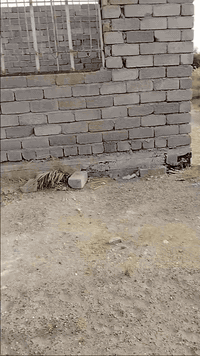 هيكل للبيع واكف عل صب في منطقة البدليمي قرب القلعه المساحه 240 متر عقد زراعي للاستفسار الاتصال ***********
