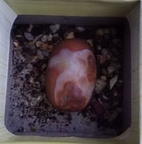 خرزة سليمانية • قديمة • جلب قوي