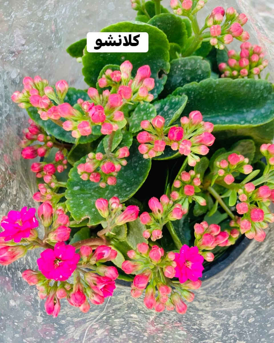 #تفاصيل #داخل #صور


**إذا كنت صاحب هذا الإعلان وتريد حذفه لأي سبب، رجاءا أرسل رسالة إلى الدعم الفني**