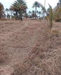 دونمين • خدمات كاملة • حله قرب سيطره الاثار