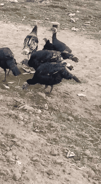 ديوكة شيش العدد 11 للبيع 
الديچ 55 وكو 50وكو45 الديچ
الوزن من 4لل6كيلوات
***********
مكاني ناحية العباسي
