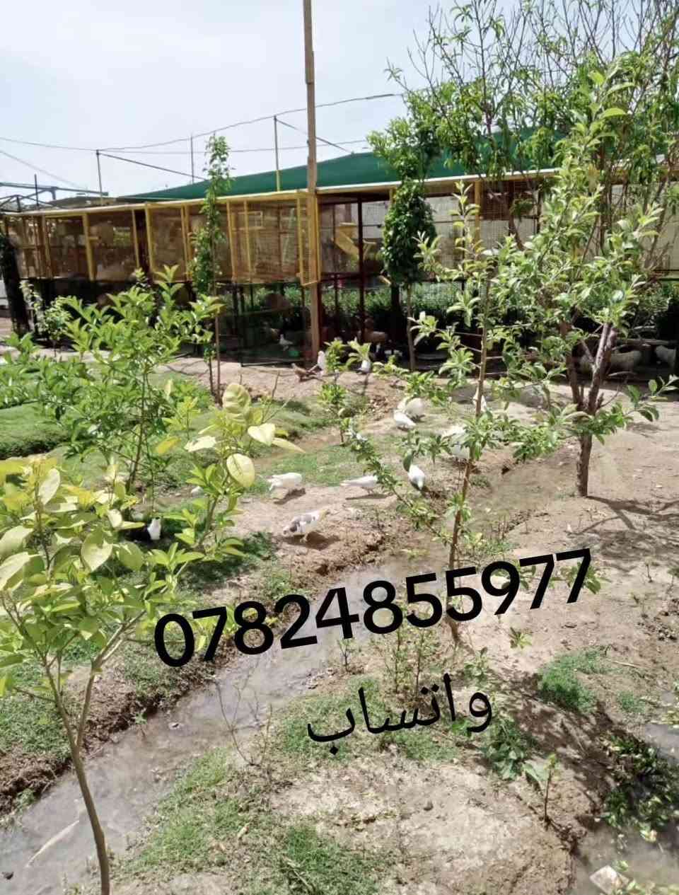للايجار كلشي متوفر صلاح الدين قظاء بلد


**إذا كنت صاحب هذا الإعلان وتريد حذفه لأي سبب، رجاءا أرسل رسالة إلى الدعم الفني**