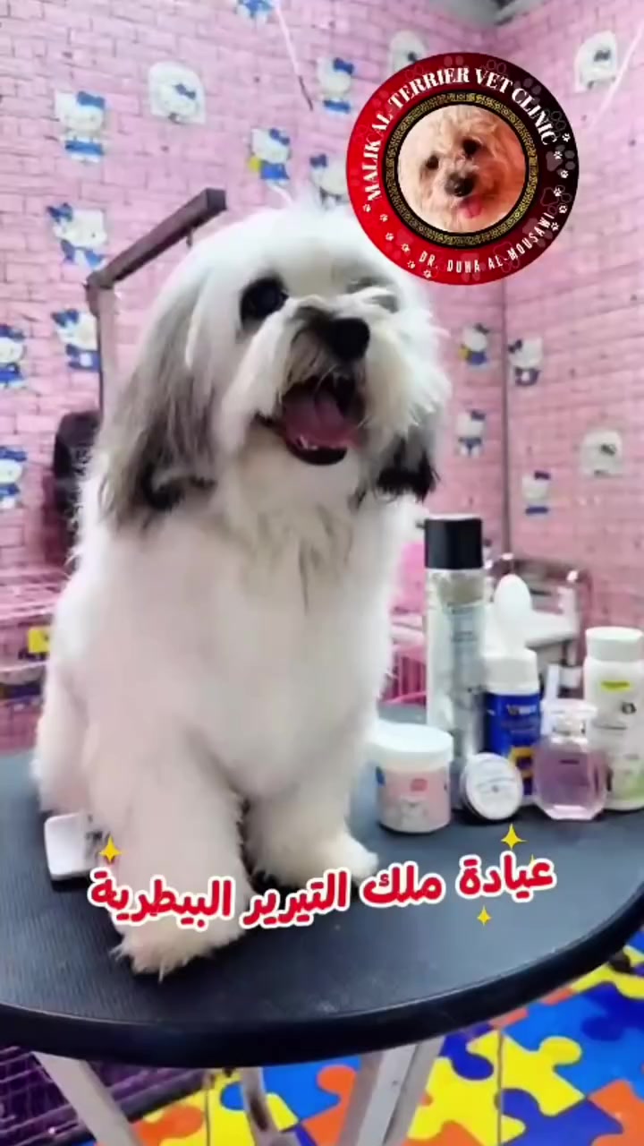 سيمو الحلو 🐶 🩵 
سبح مع تعديل بسيط 🛁✂️

للاستفسار الاتصال : *********** .. ***********
عنوان : نفق الشرطة / اتجاه العامرية - شارع بسكولاته
🐾  عيادة ملك التيرير البيطرية 🐾
