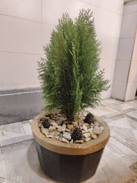 نباتات ظل • عانا • الأنبار
