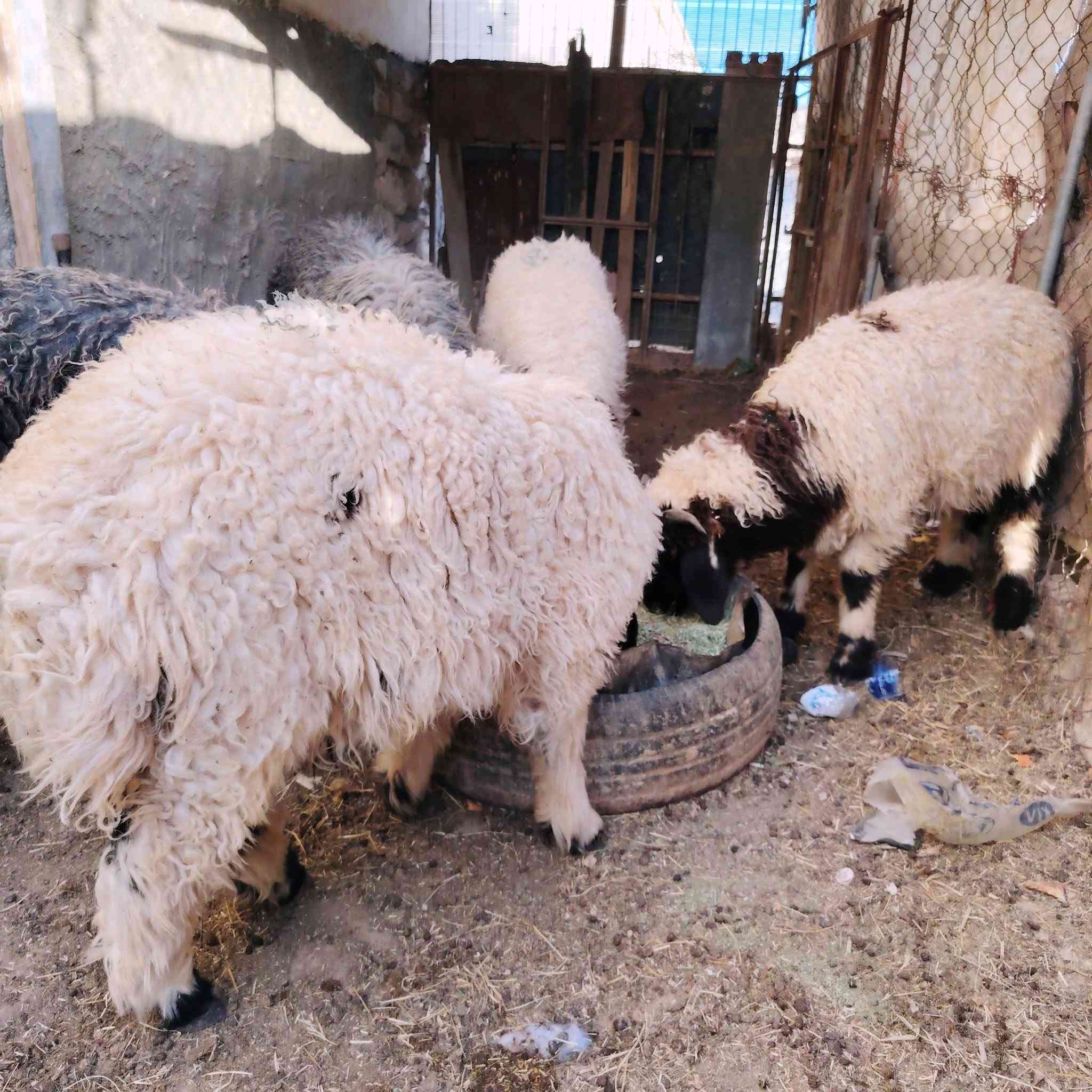 طليان 4مال ربط شكه طويله حلوات شرط النصاح معالفات ماخذات لقاح مال تسمم سعر الزوج 600وبيهن مجال مكاني بروانه حي شرطة  ***********
