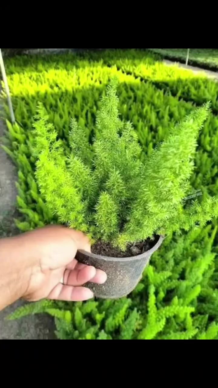 🌿 حوّل بيتك إلى واحة خضراء 🌿
دلّل مكانك بأجمل النباتات الداخلية والخارجية من مشتل الود 🌱
تشكيلة مميزة، جودة عالية، وأسعار مناسبة للجميع ✨
🌸 نباتات زينة • شتلات داخلية • أشجار خارجية
🌿 تضيف جمال، راحة، ولمسة طبيعة لكل زاوية
📍 العنوان: #الوجيهية_شارع_الاطباء
📞 للتواصل: ***********
✨ مستمرون بخدمتكم يومياً… أهلاً وسهلاً بكم ✨
