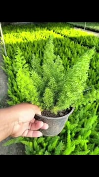 مشتل الود • نباتات زينة • الوجيهية