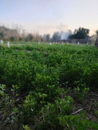 زراعة النخيل • بساتين ومزارع • ذي قار