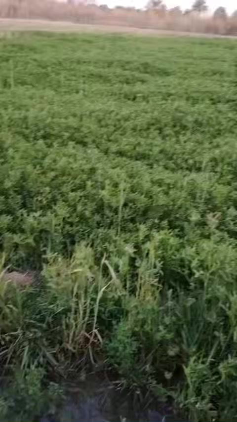 دونم برسيم للبيع ومناسب السعر قريب على جسر البتروناس جسر النفط رقم الجوال ***********
