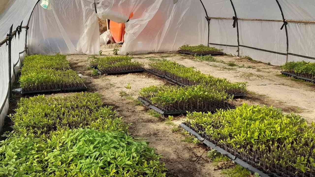 شتل طماطه للبيع الصنف عادي ميامي/نرمين العدد 30فلينه ام 128 السعر النهائي  8الاف
للاستفسار اتصل ***********
