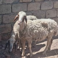 جوز نعاج البيع مالات جنيه ويرهمن ربط السعر ٣٥٠ سنهن فاخر نصاحه فول 077...