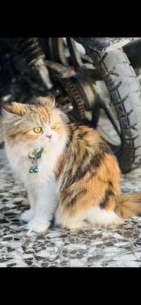 قطة هملاية • مستعجل