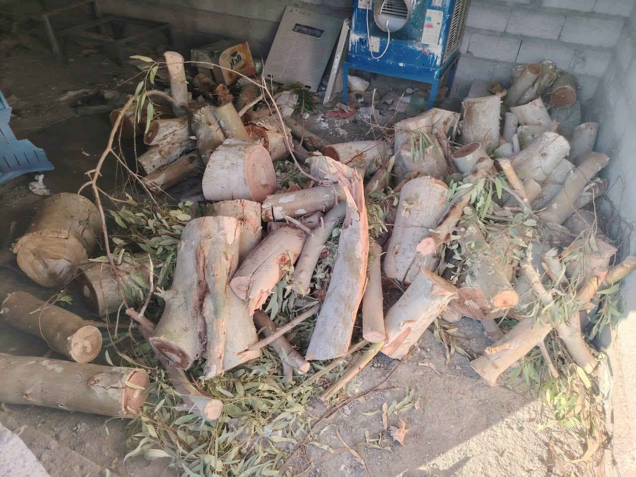 السلام عليكم
يوجد حطب مال اشجار قلم طوز مقطع كامل گصاص البارحة بعدو اخضر للبيع المكان بقرية العيون الشراي يتصل عالرقم ***********
