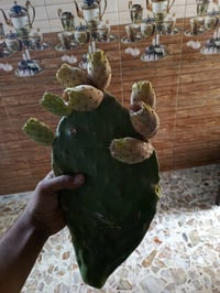 توفرت كفوف التين الشوكي الهجين 🌵 بأنواعه الاربعة الابيض والاحمر والعسل...