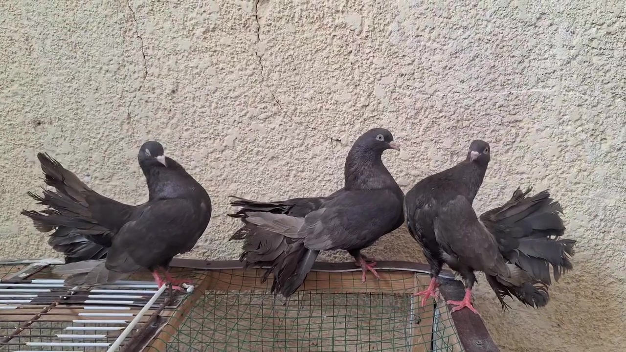 7 افحول عرايس وهنادي 
5 مخاليف هنادي 
3 طواير هنادي 
تكريت القادسية 
***********
@إشارة 
@الجميع
