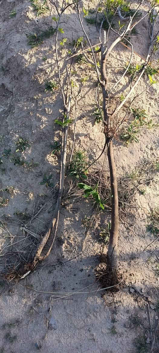 السلام عليكم 
متوفر بيش تين حسب الطلب وحسب الحجم 
متوفر كميات نوعية زينة تين الديرة 
وتريد تجي تشوف وتشلع بيدك 
سعر من الف 1000 وانت صاعد حسب الحجم 
متوفر ماسنجر واتصال *********** بي واتساب
مكان شهربان الهارونية
