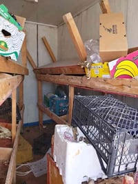 ميوزة مخضرة • ٣ قطع ٣م • البصرة ابو الخصيب