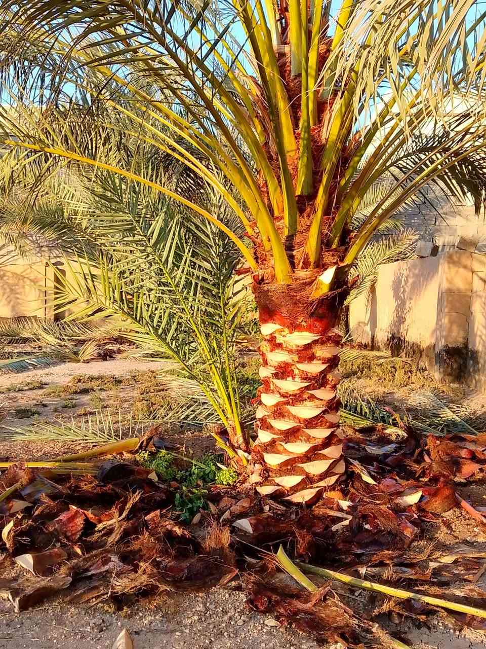 من رخصه الدمن يوجد. كادر تكريب نخيل نقل فسايل تكريب تنضيف علاج ها ***********
