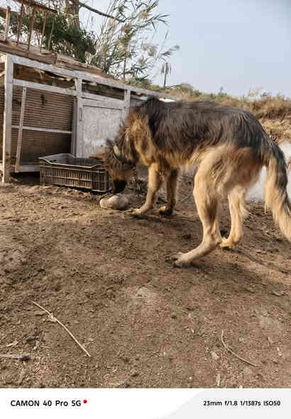متاح جيرمين k9  المكان شط العرب السعر ٢٠٠ وبي مجال ***********
