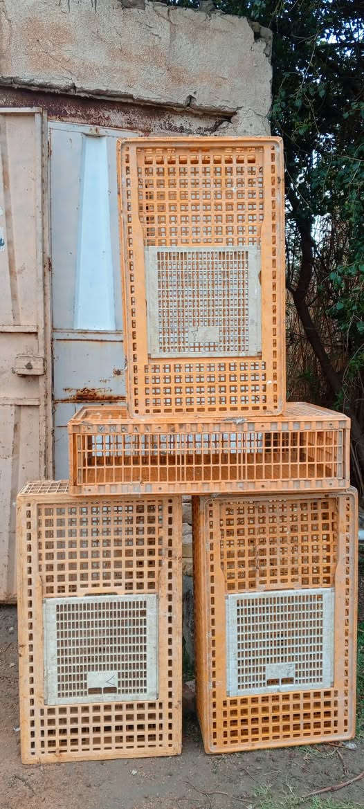 سلام عليكم اقفاص.ه‍ دجاج للبيع قفص حديد طول 3متر العرض متر  + اقفاص استندر 4 +سنكي +طباخ  مكان الديوانية السعر ع خاص تعال وتدلل رقم مبايل ‏‪***********‬‏
