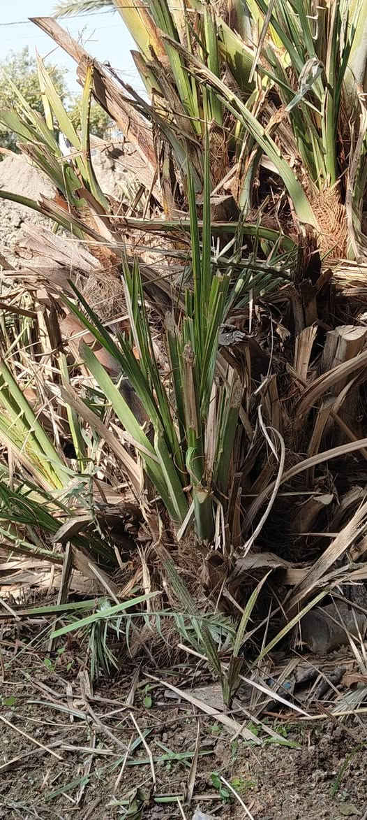 سلام عليكم
يوجد فسائل نخيل نيرسي للبيع
مكان بابل
سعر الفسيله 5000 
الشلاع علئ مشتري.
ضمان الصنف حد الاثمار او تريد تجي وقت التمر وتاكل من النخله
***********
