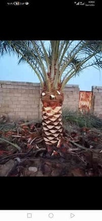 من رخصه الادمن  مع   اغلب النخيل هاي السنه سبحان الله نضربت يعني. ماشا...