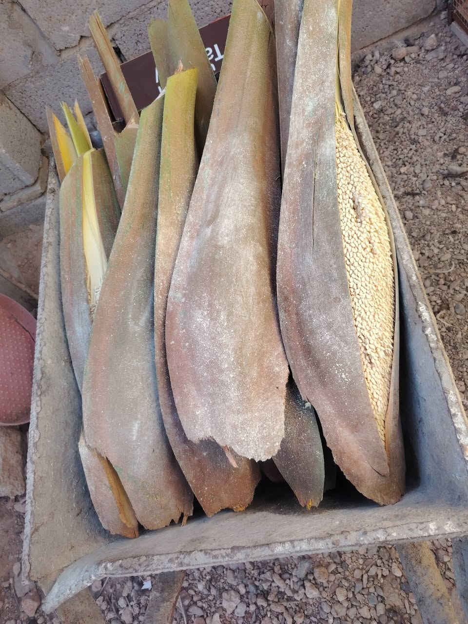 مكاني كربلاء سوق العطيشي
عددهن 23 #كشه

مفرد اريد الوحده 3000

شلع بيهم مجال

#هاتف *********** بيه #واتساب
