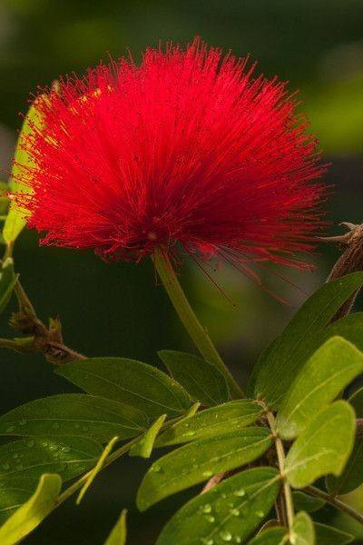 🌿 مشتل نباتات نادرة 🌿
توفرت شتلات كالندرا (Calliandra haematocephala) 🌺✨

 
📏 الارتفاع: من 70 إلى 80 سم تقريباً
💰 السعر: 10 آلاف
🚚 التوصيل: متوفر لجميع المحافظات

🌿 المواصفات:
نبات زينة جميل يتميز بأزهاره الحمراء الكروية بشكل ملفت للنظر، أوراقه
 خضراء ناعمة ويعطي منظر استوائي راقي للحديقة 🌺

🌞 التحمل:
يتحمل أجواء العراق بشكل جيد، يحب الشمس المباشرة ويعيش بنجاح مع العناية البسيطة 💪🌿

🌸 الفوائد:
يعطي شكل جمالي فخم للحدائق 🌷
سريع النمو نسبياً 🌱
مناسب للزراعة في الحدائق أو الأصص

📞 للحجز والاستفسار: ***********
🌿 سارع بالحجز الكمية محدودة 🌿
