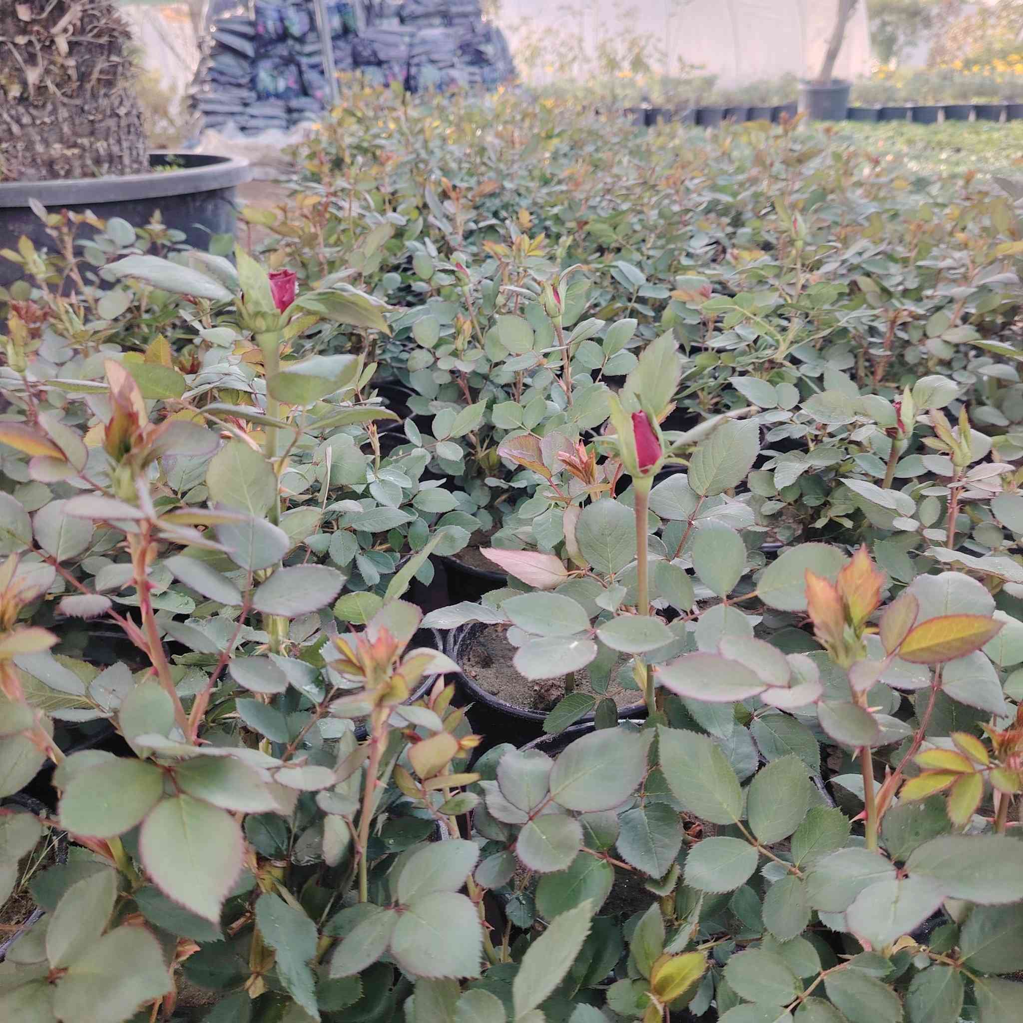 مشتل بابل
يعلن مشتل بابل عن إنتاجه الجوري السلطاني العراقي العطري
الفرع الثاني حله حي الجزائر مقابيل المعلب
الفرع الثالث حله صياحيه مقابيل مدينه العاب كوين بارك
هاتف /***********
