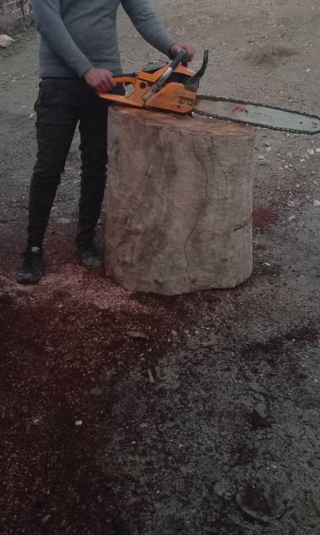 السلام عليكم سجر كالبتس يرهم حطب ويرهم مال گصاصيب
***********
