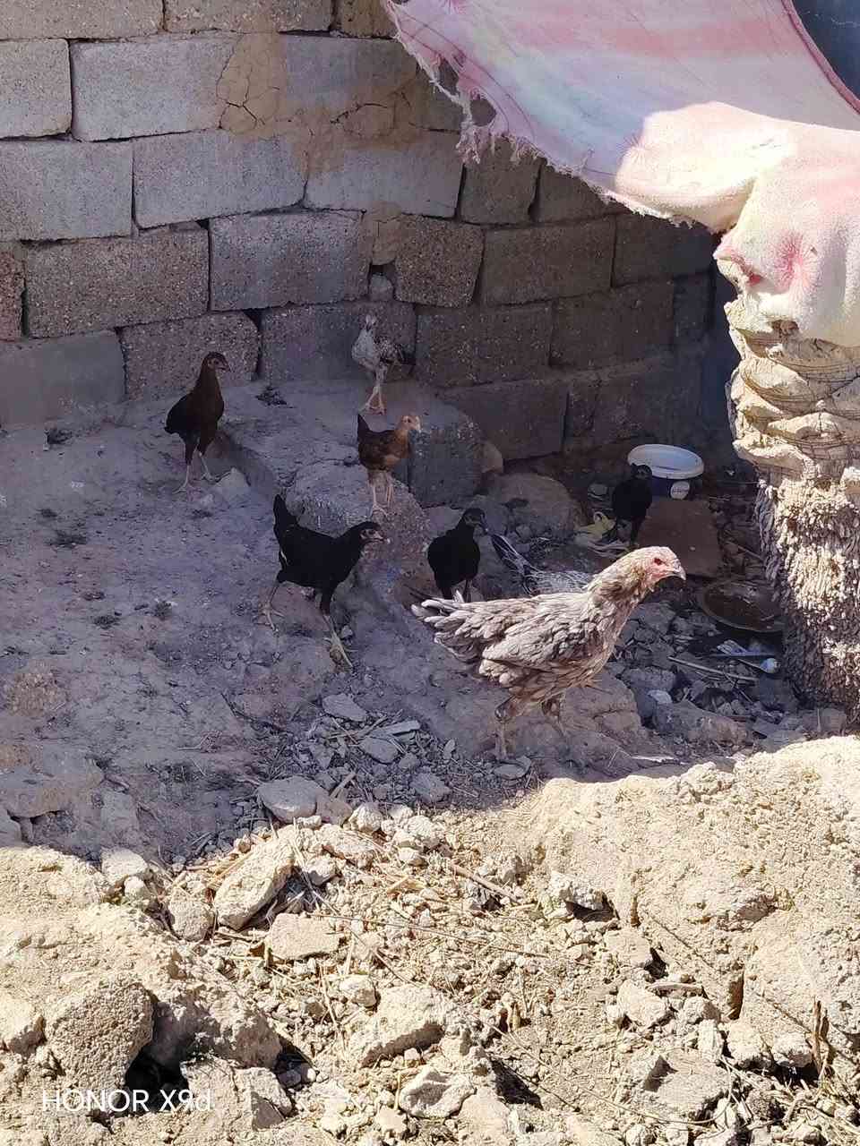 مكلف بنشر دجاجات للبيع، دجاجه هرتيه وياها 7 افراخ ب40
ديج وفروجه عربيات ب16 الشراي يعلق واني اراسله
الموشراي لايعلق اني مكلف مو الي
واتساب ***********
( أدمن وافق 🤍 )
