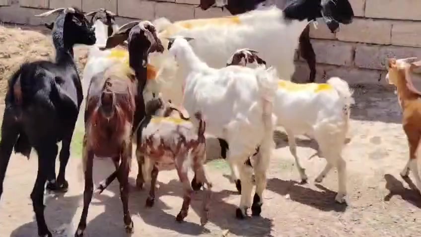 السلام عليكم اخوان للبيع معزه مطافيل 2 وراهن توم و2 فرادي ابيعهم شلع كلهم جذاع سن وشطر علئ كل عيب وين اليدور جنيئ المكان صلاح الدين بيجي للاتصال *********** /***********

