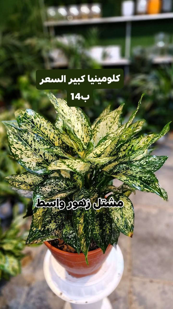 جميع انواع النباتات الظليه في مشتل زهور واسط أهلا وسهلا بيكم
يفتح المشتل طيله ايام الاسبوع من الساعه 8:00 صباحا والى الساعه 7:00 ليلآ
#مشتل_زهور_واسط العنوان كوت فلكه الحاوي شارع مجمع دمشق الطبي مقابل ابتدائية الكوت للتعليم الأساسي #يوجد_توصيل_داخل_الكوت
*********** لطلب والاستفسار واتساب  او مراسله الصفحه الشخصيه بلال الواسطي🌹😊
